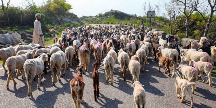 Intel Warns: Alleged Extra-Judicial Killings Could Alienate Gujjars from Security Forces in J&K