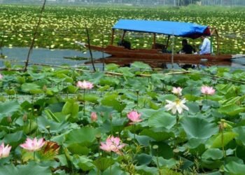 Lotus Blooms Return to Wular Lake After 30 Years, Marking Ecological Revival