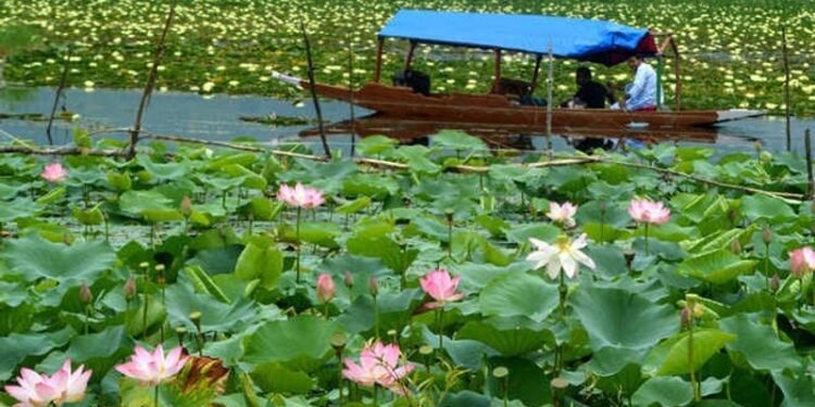 Lotus Blooms Return to Wular Lake After 30 Years, Marking Ecological Revival