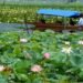 Lotus Blooms Return to Wular Lake After 30 Years, Marking Ecological Revival