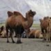 Army Inducts Double-Humped Bactrian Camels for High-Altitude Logistics in Ladakh