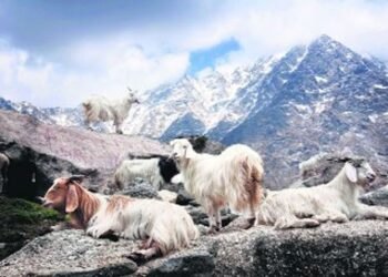 Ladakh’s Pashmina Identity Gets a Boost from Local Cooperative