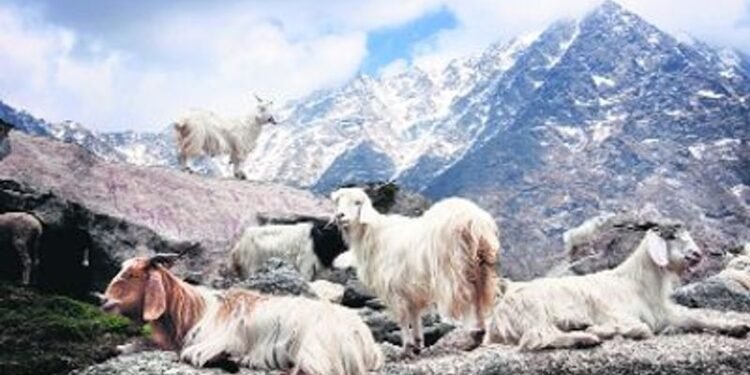 Ladakh’s Pashmina Identity Gets a Boost from Local Cooperative