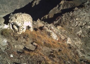 Snow Leopards Confirmed Year-Round in J&K, Study Finds Breeding Population