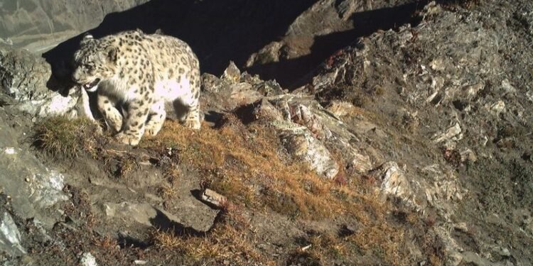 Snow Leopards Confirmed Year-Round in J&K, Study Finds Breeding Population