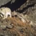 Snow Leopards Confirmed Year-Round in J&K, Study Finds Breeding Population