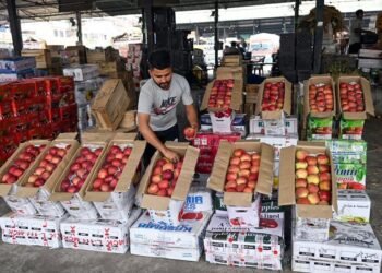 1.37 Lakh MT of Fresh Fruits Dispatched From Kashmir in 10 Days