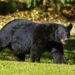 Woman Injured in Bear Attack in Poonch