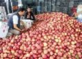 Kashmir’s Apple Industry Faces Severe Losses Amid Highway Closure