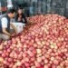 Kashmir’s Apple Industry Faces Severe Losses Amid Highway Closure