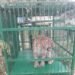 Leopard Captured in Doda Town; Search Continues for Second