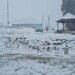 Gulmarg Turns Into White Wonderland After Fresh Spell Of Snow ❄️