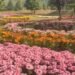 LG Manoj Sinha Visits Kashmir’s First Chrysanthemum Theme Garden at Botanical Garden