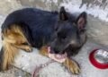 Bullet-Wounded Canine Warrior ‘Tyson’ Shows Remarkable Recovery After Fierce Encounter in Kishtwar