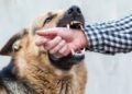 Over 2 Lakh Dog Bite Cases Reported in J&K in 2024–25; Jammu District Tops List