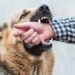 Over 2 Lakh Dog Bite Cases Reported in J&K in 2024–25; Jammu District Tops List