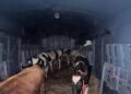 First-Ever Rail Transport of Exotic Bulls to Kashmir Marks Major Boost for Dairy Sector