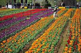 Tulip Revolution In Kashmir: Javid Dar Pushes Floriculture-Led Rural Growth