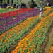 Tulip Revolution In Kashmir: Javid Dar Pushes Floriculture-Led Rural Growth