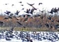 Wildlife Dept Intensifies Crackdown on Bird Poaching in Kashmir Wetlands