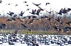Wildlife Dept Intensifies Crackdown on Bird Poaching in Kashmir Wetlands