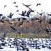 Wildlife Dept Intensifies Crackdown on Bird Poaching in Kashmir Wetlands