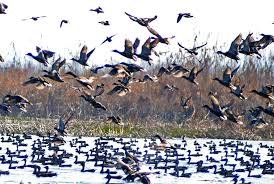 Wildlife Dept Intensifies Crackdown on Bird Poaching in Kashmir Wetlands