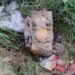 Suspected IED With Two Grenades Recovered in Rajouri, Area Sealed