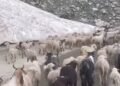 Snow Turns Journey Into Struggle: Gujjar–Bakerwal Migration Faces Harsh Test in J&K