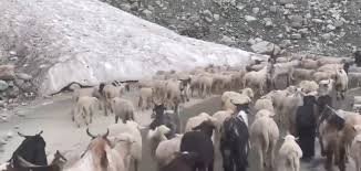 Snow Turns Journey Into Struggle: Gujjar–Bakerwal Migration Faces Harsh Test in J&K