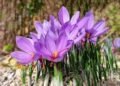 J&K Rolls Out Multi-Pronged Plan to Protect Saffron Fields from Porcupine Threat in Pampore