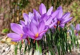 J&K Rolls Out Multi-Pronged Plan to Protect Saffron Fields from Porcupine Threat in Pampore