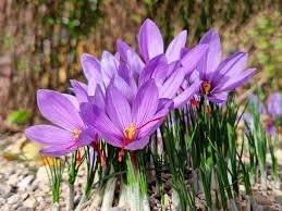 J&K Rolls Out Multi-Pronged Plan to Protect Saffron Fields from Porcupine Threat in Pampore