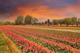 Srinagar Tulip Garden To Close From April 16 Evening, Marks End of Tulip Show 2026