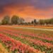 Srinagar Tulip Garden To Close From April 16 Evening, Marks End of Tulip Show 2026