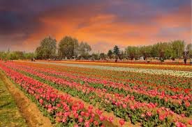 Srinagar Tulip Garden To Close From April 16 Evening, Marks End of Tulip Show 2026