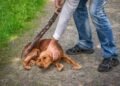 NCRB Records Over 9,000 Animal Cruelty Cases In 2024; Maharashtra Tops States, J&K Leads UTs