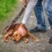 NCRB Records Over 9,000 Animal Cruelty Cases In 2024; Maharashtra Tops States, J&K Leads UTs