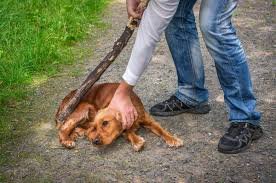 NCRB Records Over 9,000 Animal Cruelty Cases In 2024; Maharashtra Tops States, J&K Leads UTs