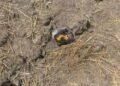 Suspected Drone-Dropped Narcotics Packet Recovered Along Jammu Border Belt