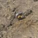 Suspected Drone-Dropped Narcotics Packet Recovered Along Jammu Border Belt