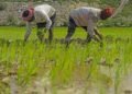 Jammu’s World-Famous Basmati Sowing Season Begins, Crop Set to Cover 63,000 Hectares Across Border Districts