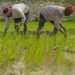 Jammu’s World-Famous Basmati Sowing Season Begins, Crop Set to Cover 63,000 Hectares Across Border Districts