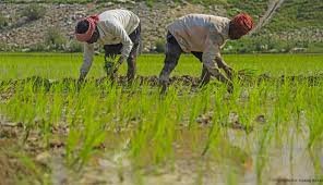 Jammu’s World-Famous Basmati Sowing Season Begins, Crop Set to Cover 63,000 Hectares Across Border Districts