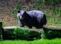 THREE WOMEN INJURED IN BEAR ATTACKS IN POONCH; ONE CRITICAL WITH SEVERE EYE INJURY