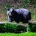 THREE WOMEN INJURED IN BEAR ATTACKS IN POONCH; ONE CRITICAL WITH SEVERE EYE INJURY