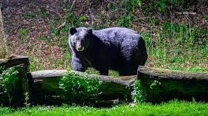 THREE WOMEN INJURED IN BEAR ATTACKS IN POONCH; ONE CRITICAL WITH SEVERE EYE INJURY