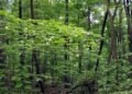 Kirthai-II Hydroelectric Project May Divert 197 Hectares of Forest Land in Kishtwar; Environmental Concerns Raised