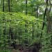 Kirthai-II Hydroelectric Project May Divert 197 Hectares of Forest Land in Kishtwar; Environmental Concerns Raised