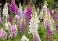 Bhaderwah Valley Transformed Into Floral Paradise as Foxglove Blooms Emerge as New Eco-Tourism Attraction